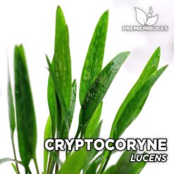 Cryptocoryne Lucens Planta de acuario