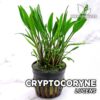 Cryptocoryne Lucens Planta de acuario