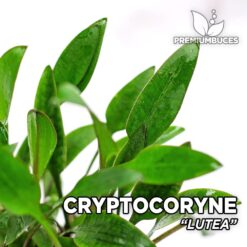 Cryptocoryne Lutea Planta de acuario