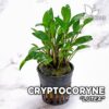 Planta Aquário Cryptocoryne Lutea