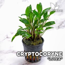 Plante d'aquarium Cryptocoryne Lutea