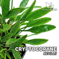 Cryptocoryne Nevillii Planta de acuario