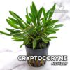 Cryptocoryne Nevillii Planta de acuario