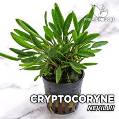 Plante d'aquarium Cryptocoryne Nevillii