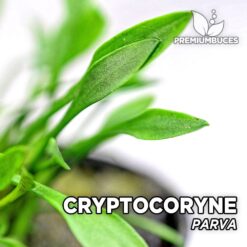 Cryptocoryne Parva Planta de acuario