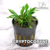 Cryptocoryne Parva Aquarium Plant