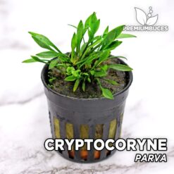 Planta de aquário Cryptocoryne Parva