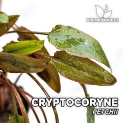 Cryptocoryne Petchii Planta de acuario