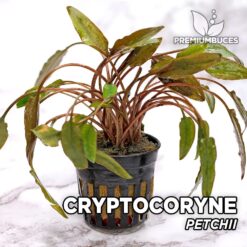 Cryptocoryne Petchii Aquarium Pflanze