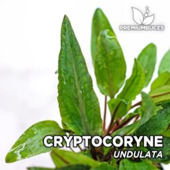 Cryptocoryne Undulata Planta de acuario