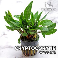 Planta de aquário Cryptocoryne Undulata