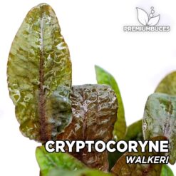Cryptocoryne Walkeri Planta de acuario