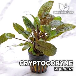 Cryptocoryne Walkeri Planta de acuario