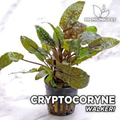 Cryptocoryne Walkeri Aquarium Plant