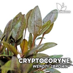 Cryptocoryne Wendtii Brown Planta de acuario