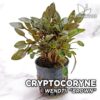 Cryptocoryne Wendtii Brown Planta de acuario