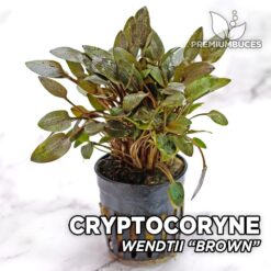 Planta de aquário Cryptocoryne Wendtii Brown