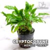 Cryptocoryne Wendtii Grüne Aquarienpflanze