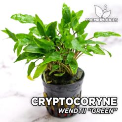 Cryptocoryne Wendtii Green Aquarium Plant