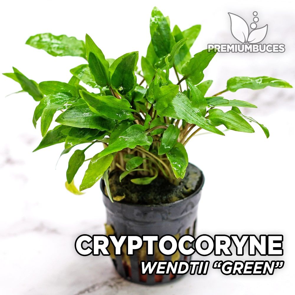 1 pot de Cryptocoryne wendtii verte plantes daquarium 
