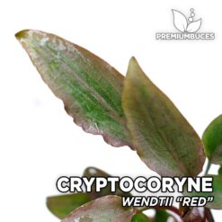 Cryptocoryne Wendtii Red Planta de acuario