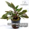 Cryptocoryne Wendtii Rote Aquarienpflanze