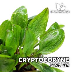Cryptocoryne x Willisii Planta de acuario