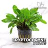 Planta de aquário Cryptocoryne x Willisii