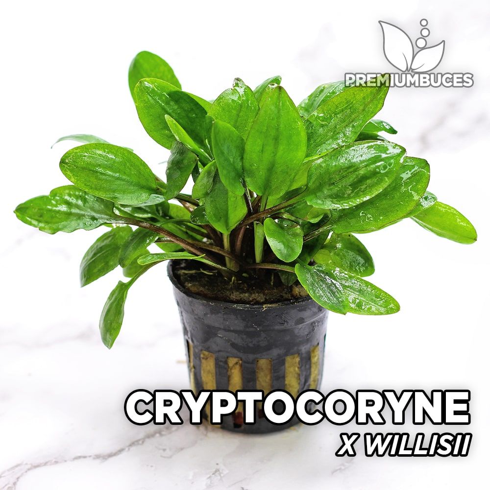 Cryptocoryne ×willisii Rare Aquatic Plant 
