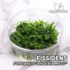 Fissidens Fontanus “Phoenix Moss” Musgo de acuario