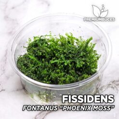 Fontanus fissidens “Phoenix Moss” Musgo de aquário