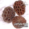 Lotus Pod x3 Units Leaves and botanicals for aquarium