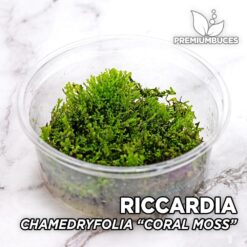 Riccardia Chamedryfolia "Coral Moss" Mousse d'aquarium