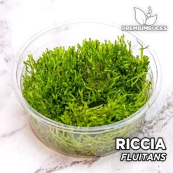 Riccia Fluitans Aquarium Moss