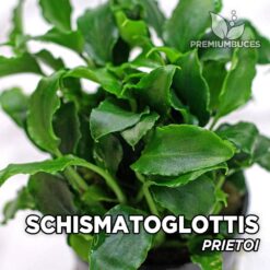Schismatoglottis Prietoi Planta de acuario