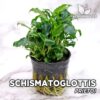 Schismatoglottis Prietoi Planta de acuario