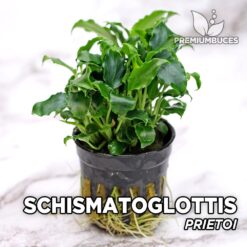 Schismatoglottis Prietoi Planta de acuario
