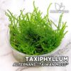 Taxiphyllum Alternans “Taiwan Moss” Musgo de acuario
