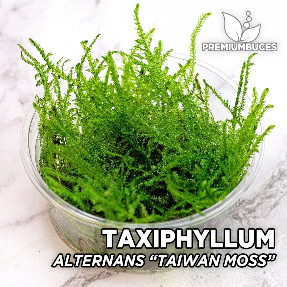 Mousse de Java - Taxiphyllum Barbieri - In Vitro