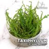 Taxiphyllum “Flame Moss” Musgo de acuario