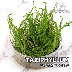 Taxiphyllum "Flame Moss" Aquariummos