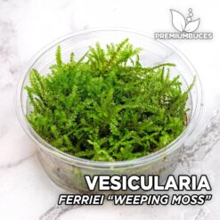 Vesicularia Ferriei «Mousse qui pleure» Mousse d'aquarium