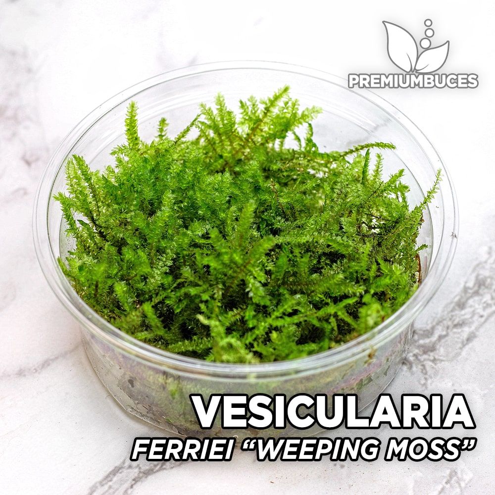 Vesicularia Ferriei - "Weeping Moss"