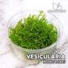Vesicularia Montagnei “Christmas Moss” Musgo de acuario