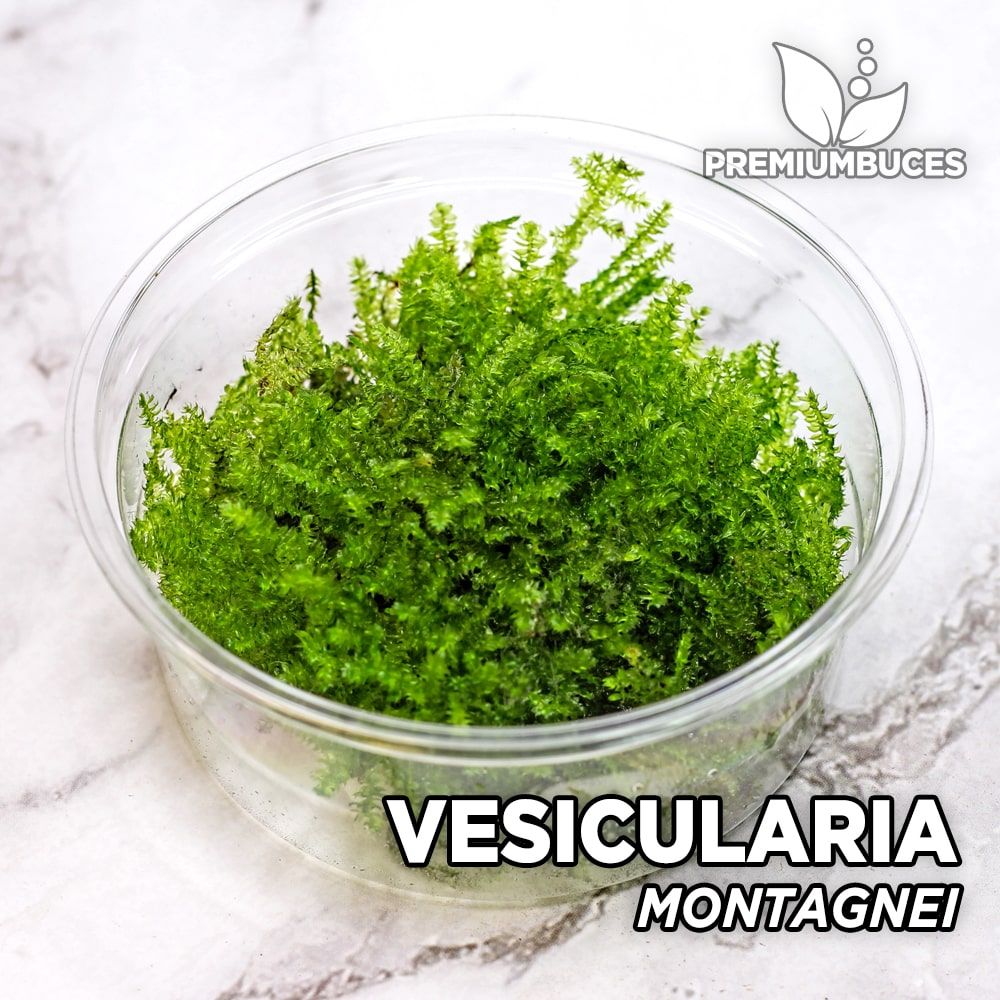 Vesicularia sp. Mini Christmas Moss - in Vitro