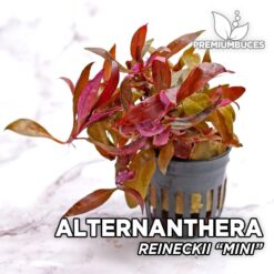 Alternanthera Reineckii “Mini” Planta de acuario