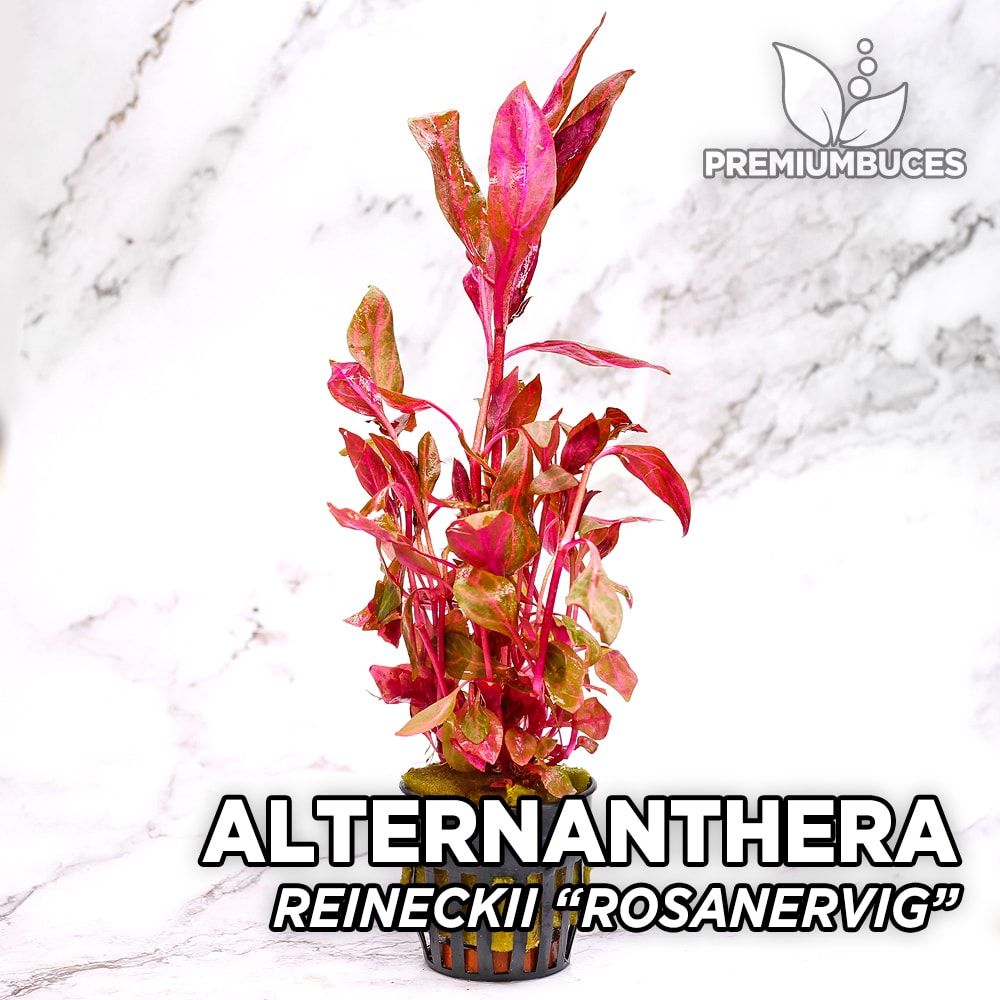 Alternanthera reineckii pianta per acquario