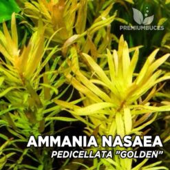 Ammannia Pedicellata “Golden” Planta de acuario