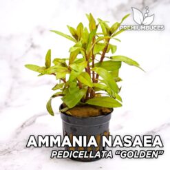 Ammannia Pedicellata “Golden” Planta de acuario