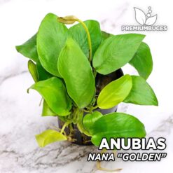 Anubias Nana "Goldene" Aquarienpflanze